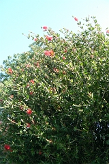 0476-Reis Zuid-Afrika2007